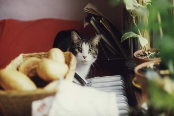 image 12.jpg image