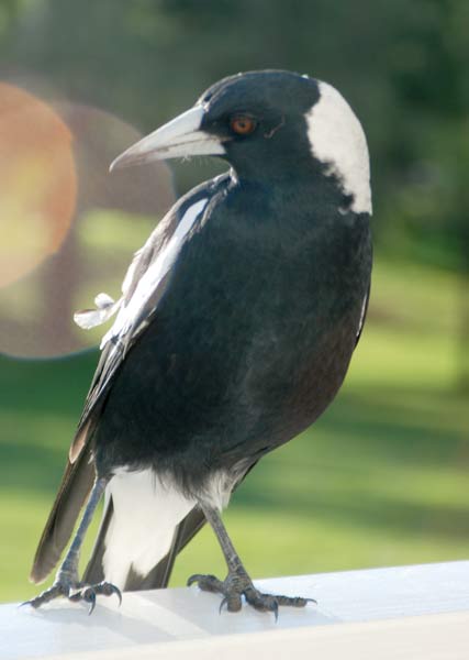 image 08.jpg image