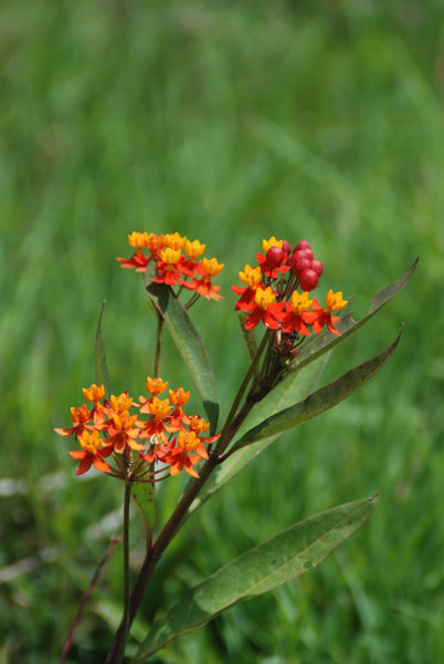 image 46.jpg image