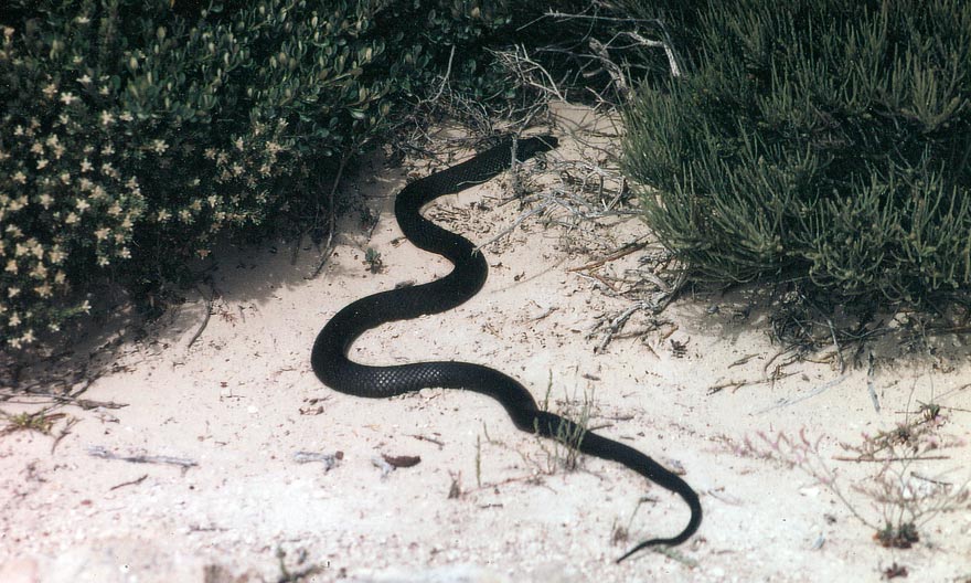image 03.jpg image