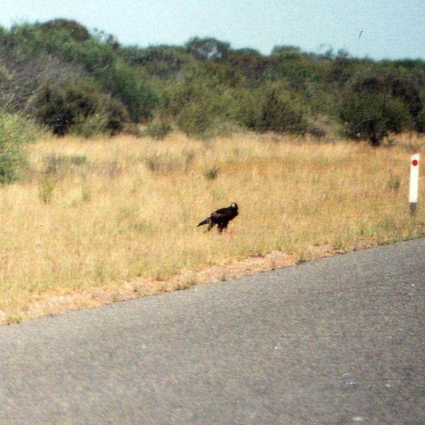 image 10.jpg image