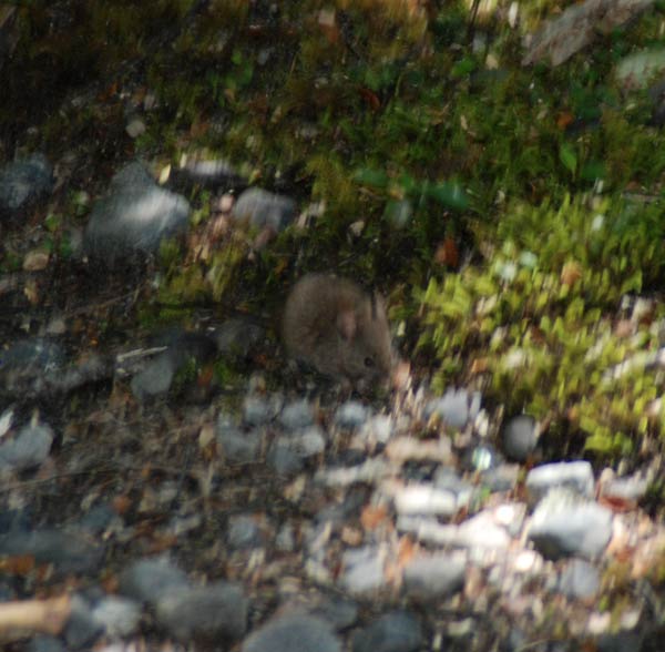 image 11.jpg image